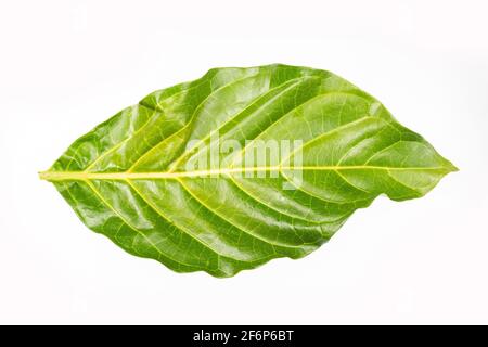 Morinda citrifolia - Grünes Blatt des Noni-Baumes. Stockfoto