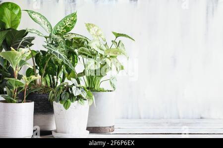 Vielzahl von beliebten Topfpflanzen über einem rustikalen Bauernhaus Holztisch mit freiem Platz für Text. Stockfoto