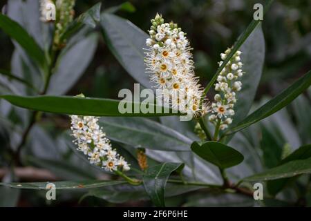 Prunus laurocerasus oder Kirsche Lorbeer Zweig mit dunkelgrünen Blättern Und weiße Blumen Stockfoto