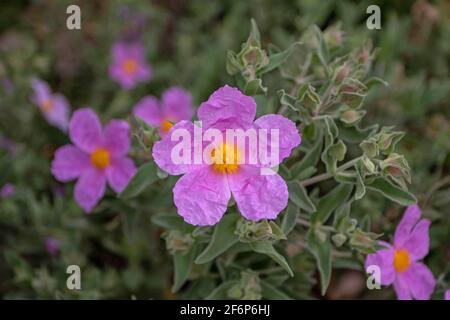 Cistus albidus rosa Blüten mit leuchtend gelben Staubgefäßen. Graublättriger Blütenstrauch. Stockfoto