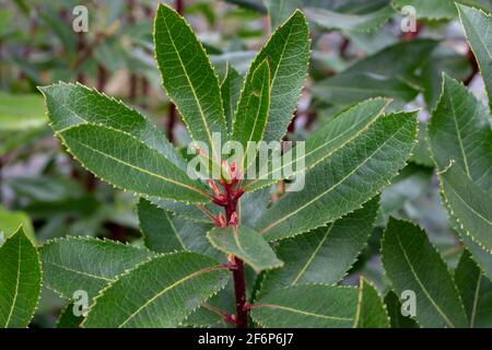 Arbutus Unedo oder Erdbeerbaum Zweig mit dunkelgrün glänzend Blätter Stockfoto