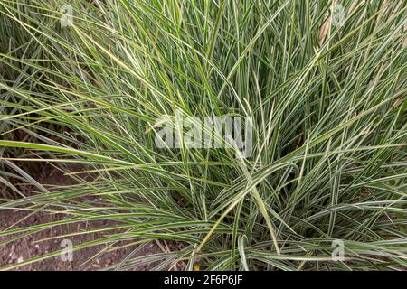 Miscanthus sinensis variegatus oder Silbergraspflanze Stockfoto