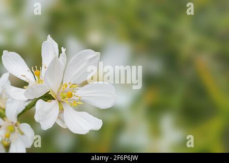 Weiße Zitrusblüten in der Ecke des Frühlings verschwommener Gartenhintergrund. Dreiblättrigen Orangenblüten. Poncirus trifoliata blüht. Stockfoto