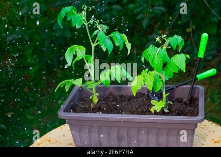 Wassertropfen, die Tomatenpflanzen in der Keimlingbox bewässern Stockfoto