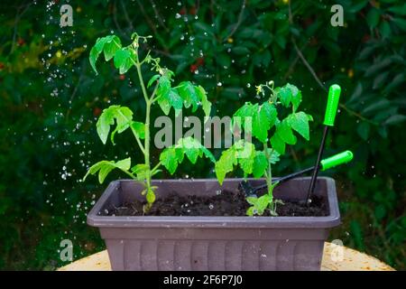 Wassertropfen, die Tomatenpflanzen in der Keimlingbox bewässern Stockfoto