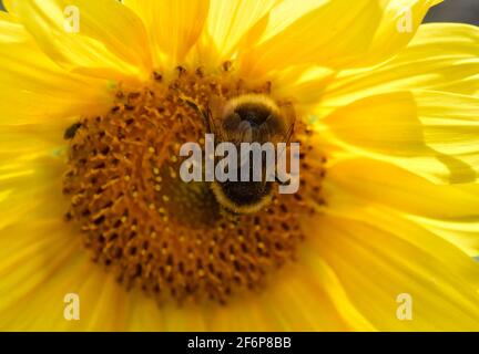 Biene auf Sonnenblume Stockfoto