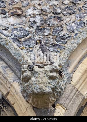 Wanderfalke, Falco Peregrinus, Erwachsene Perchjed auf Cromer Church, North Norfolk, Sommer Stockfoto