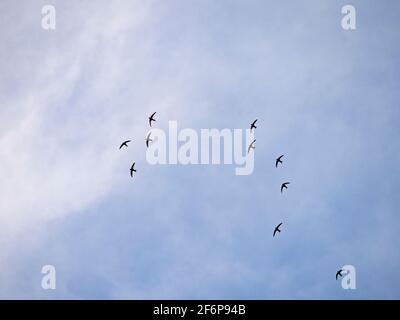 Gewöhnliche Ehefrauen, Apus apus über Cromer, Norfolk, Sommer Stockfoto