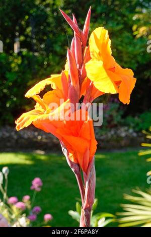 Gärtnern in der Nähe Canna Blume Kopf & Knospen geglaubt, um Seien Sie Durban gelb orange Blütenblätter nur offen & Cluster von Knospen im heimischen Garten England Großbritannien Stockfoto