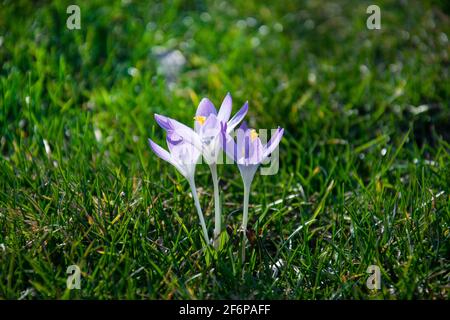 Wunderschöne frühlingshafte violette, weiße, gelbe Krokusse, riesige Krokusse auf einem grünen Rasen. Frühlingsblumen. Primeln. Anfang Frühling. Stockfoto