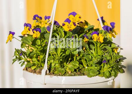 Schöne Ansicht von hängenden Korb mit gelb lila Stiefmütterchen. Schweden. Stockfoto