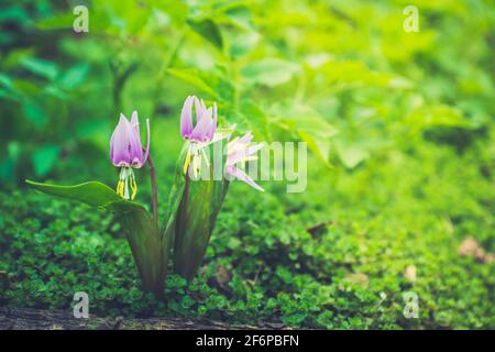 Sibirische Rehlilie (Erythronium sibiricum). Selektiver Fokus. Stockfoto