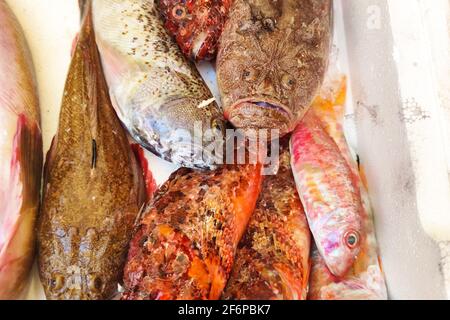 Roher Fisch für Suppe auf dem Markt detailliert Meeresfrüchte Stockfoto