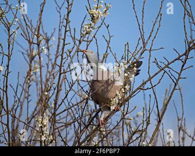 Waldtaube, Columba palumbus, die auf Schwarzdornknospen füttert, Norfolk, Frühling Stockfoto