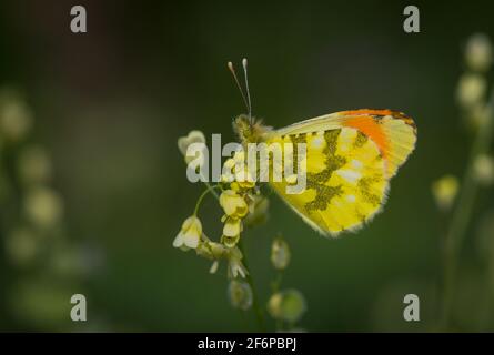 Orangefarbene Spitze der Provence (Anthocharis euphenoides). Andalusien, Spanien Stockfoto