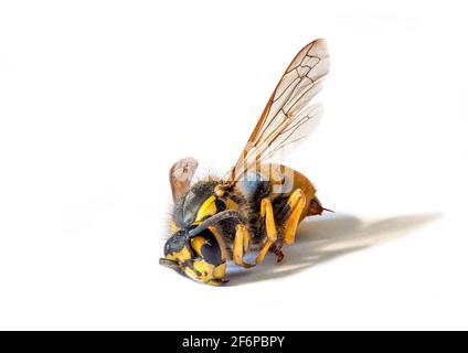 Deutsche Wespe, Europäische Wespe (Vespula germanica). Makro von toten Wespen auf weißem Hintergrund Stockfoto