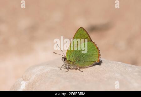 Green hairstreak, Callophrys Rubi, Schmetterling ruht, Andalusien, Spanien. Stockfoto