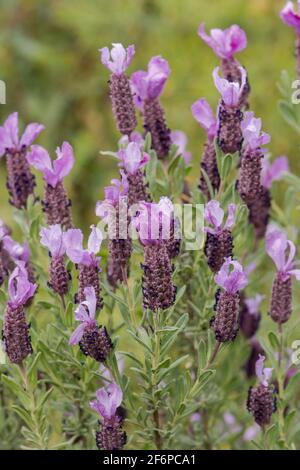 Wilder Spanisch Lavendel, Lavandula Stoechas, Andalusien, Spanien. Stockfoto