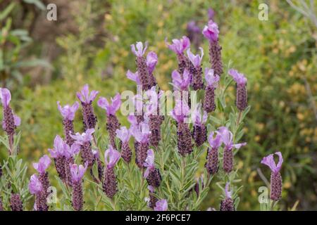 Wilder Spanisch Lavendel, Lavandula Stoechas, Andalusien, Spanien. Stockfoto