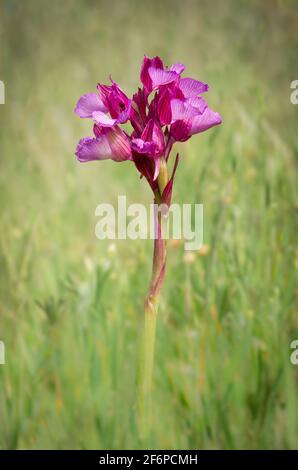 Rosa Schmetterling Orchidee, Orchis papilionacea, Andalusien, Spanien Stockfoto