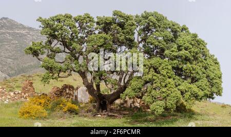 Majestätische Holm-Eiche, oder Stecheiche, Mijas, Andalusien, spanien. Stockfoto