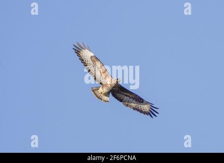 Bussard (Buteo buteo) im Flug, Fliegen, Hochsteigen, Andalusien, Spanien. Stockfoto