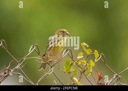 Der europäische Serin, Serinus serinus, thront auf einem Zaun in einem Garten. Spanien. Stockfoto