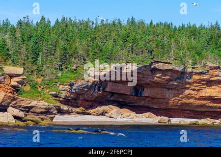 Blick auf Felsen und Dichtungen in der Insel Bonaventure, in der Nähe von Perce, an der Spitze der Halbinsel Gaspé, Quebec, Kanada Stockfoto