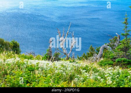 Blick auf die Skyline Trail, im Cape Breton Highlands National Park, Nova Scotia, Kanada Stockfoto