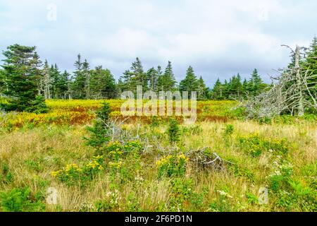 Blick auf die Skyline Trail, im Cape Breton Highlands National Park, Nova Scotia, Kanada Stockfoto