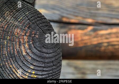 Selektiver Fokus verbrannten harzigen Holz glühende Textur der rauen Oberfläche Gefällter Baum verwittert mit Jahresringen über unscharf Holzschreinerei Stockfoto