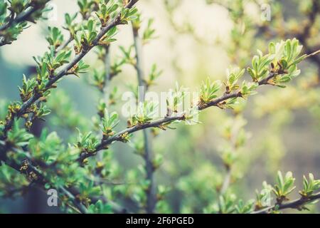 Sanddornzweig mit neuen grünen Blättern. Selektiver Fokus. Geringe Schärfentiefe. Stockfoto