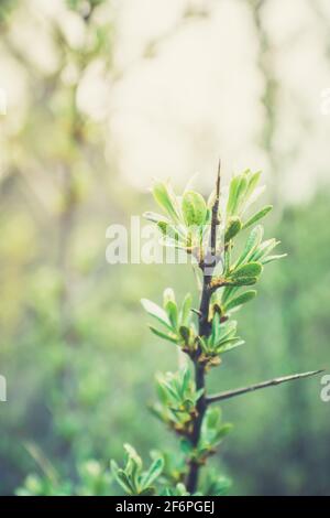 Sanddornzweig mit neuen grünen Blättern. Selektiver Fokus. Geringe Schärfentiefe. Stockfoto