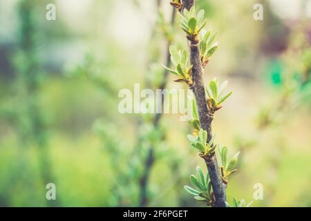 Sanddornzweig mit neuen grünen Blättern. Selektiver Fokus. Geringe Schärfentiefe. Stockfoto