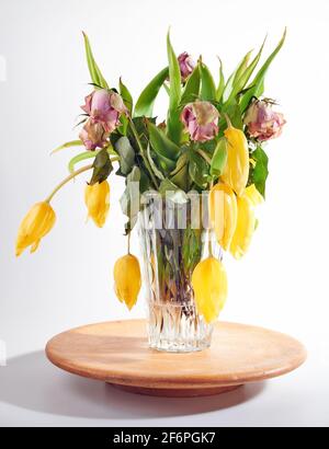 Verblassende und wilde Bouquet von Rosenrosen und gelben Tulpen Blumen wieder weißen Hintergrund. Konzept des Todes Blumenobjekt. Stockfoto