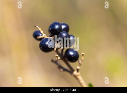 Die Früchte von Ligustrum vulgare (gemeiner Privatkäuer) Stockfoto