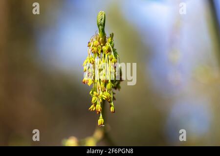 Die Blume von Acer Negundo, dem Boxelder, Ahorn, Ahorn Manitoba oder Ahorn Stockfoto