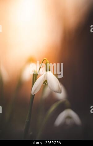 Nahaufnahme bei Sonnenuntergang auf einer blühenden Frühlingsblume eines gewöhnlichen Schneegropfens in der erwachten Wildnis. Mutter Natur zeigt ihre Schönheit wieder. Galanthus nivali Stockfoto