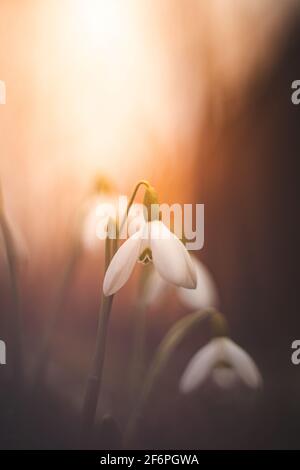 Nahaufnahme bei Sonnenuntergang auf einer blühenden Frühlingsblume eines gewöhnlichen Schneegropfens in der erwachten Wildnis. Mutter Natur zeigt ihre Schönheit wieder. Galanthus nivali Stockfoto