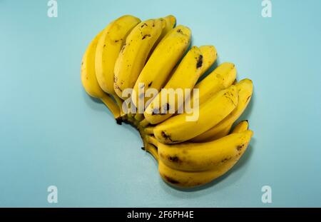 Bund reifer Bananen bereit zum Verzehr auf blauem Hintergrund. Nahrungsquelle von Kalzium und Kalium. Die Banane ist eine der bekanntesten Früchte in Th Stockfoto