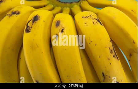 Bund reifer Bananen bereit zum Verzehr auf blauem Hintergrund. Nahrungsquelle von Kalzium und Kalium. Die Banane ist eine der bekanntesten Früchte in Th Stockfoto