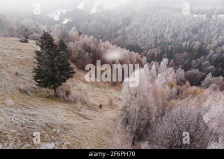 Winterlandschaft des gefrorenen Waldes Stockfoto