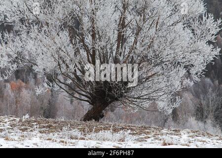 Winterlandschaft des gefrorenen Waldes Stockfoto