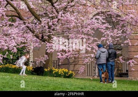 Harrogate, North Yorkshire, Großbritannien. April 2021. Sonniges Wetter am ersten Tag der Osterfeiertage, aber die Menschen in den Valley Gardens wärmen sich aufgrund des 15 Grad-Temperaturrückgangs vom Dienstag. Kredit: ernesto rogata/Alamy Live Nachrichten Stockfoto