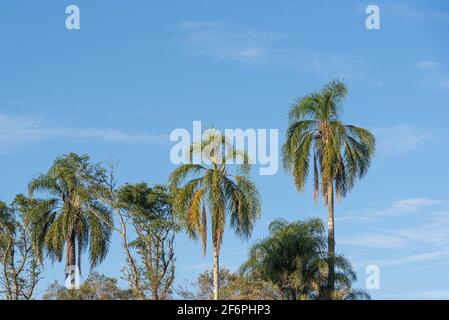 Jerivá-Palme (Syagrus romanzoffiana) und der blaue Horizont im Hintergrund. Tropische Zierpflanze. Einheimische Palme des Atlantischen Waldes, in Brasilien. Stockfoto