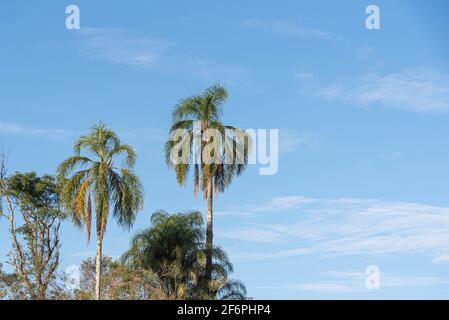 Jerivá-Palme (Syagrus romanzoffiana) und der blaue Horizont im Hintergrund. Tropische Zierpflanze. Einheimische Palme des Atlantischen Waldes, in Brasilien. Stockfoto