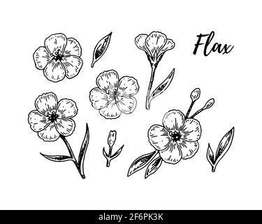 Set von handgezeichneten Flachs Blumen. Vektorgrafik im Skizzenstil für Leinensamen und Ölverpackungen Stock Vektor