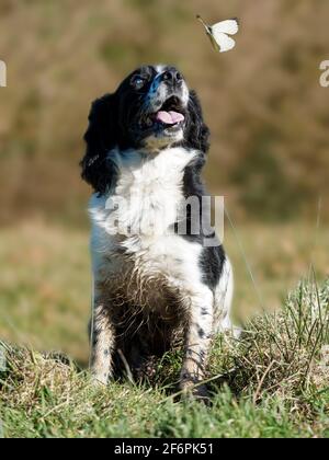 Der Cocker Spaniel, der einen fotoshoppten Schmetterling anschaut, Großbritannien Stockfoto