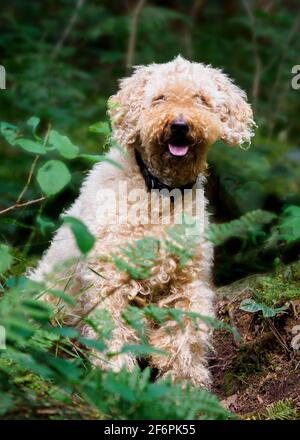 Lagotto Romagnolo, Italienischer Trüffelhund im Wald, Großbritannien Stockfoto