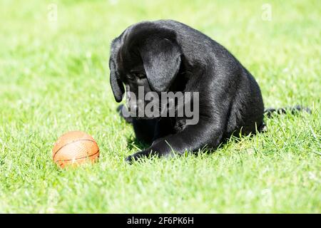 Acht Wochen alte schwarze Labrador Welpen spielen in einem Garten Stockfoto